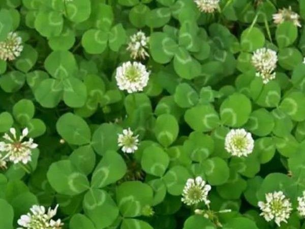 白三葉種植技術(shù)和方法，報(bào)價(jià)哪家靠譜