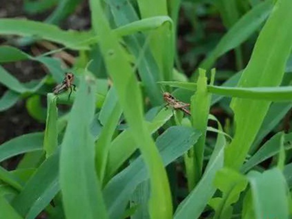 墨西哥玉米草如何種植，種植方法是什么