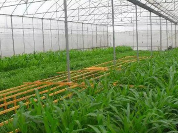 墨西哥玉米草如何種植，種植方法是什么