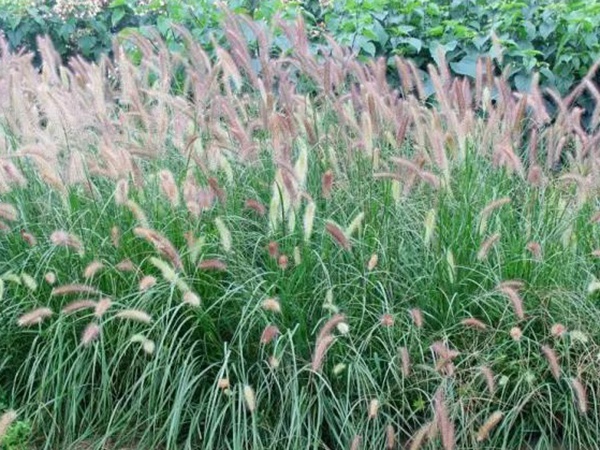 原來(lái)草也可以這么美麗--狼尾草