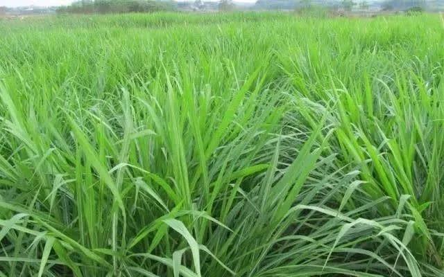 種植皇竹草養(yǎng)牛，需要了解一些什么