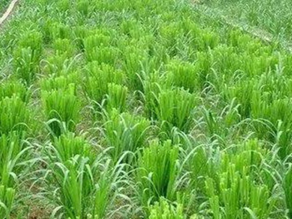 種植皇竹草養(yǎng)牛劃算嗎，一頭牛吃多少斤皇竹草