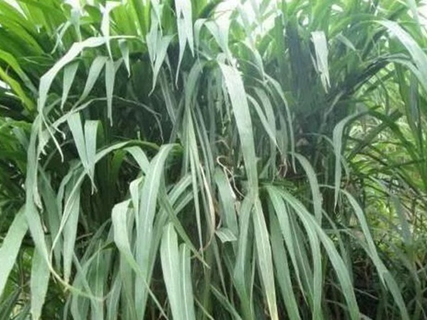 皇竹草種植經(jīng)濟效益是什么？有什么作用？