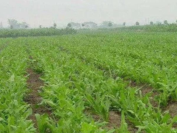 串葉松香草人工種植的時(shí)候怎么樣能高產(chǎn)？