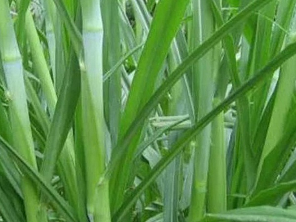 象草是一種高價值的飼料，種植栽培方法是什么
