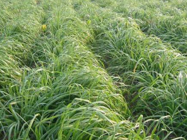 一年生黑麥草牧草種子適應(yīng)性強(qiáng)，易種植、產(chǎn)量高