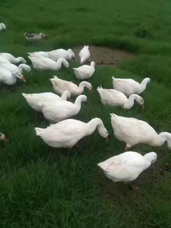 黑麥草什么時(shí)候種植比較好？如何種植黑麥草？