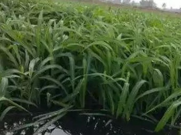 小米草優(yōu)勢——耐寒耐高溫，小米草最適宜的溫度