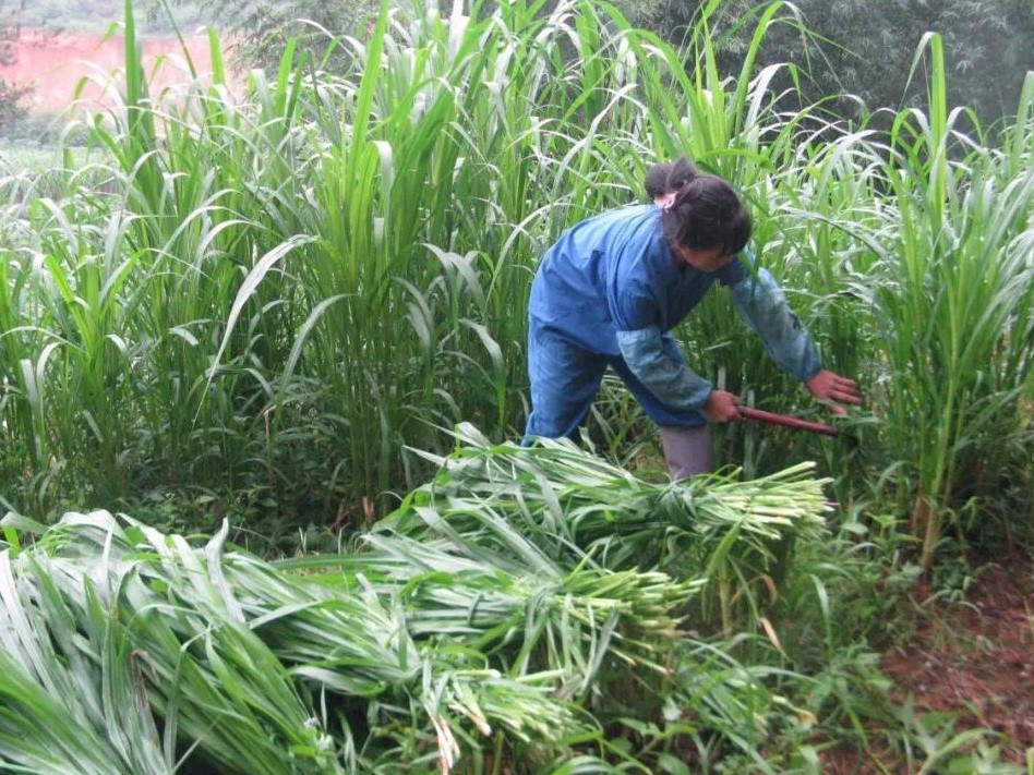  牧草種子種植及病蟲(chóng)害如何防治技術(shù)