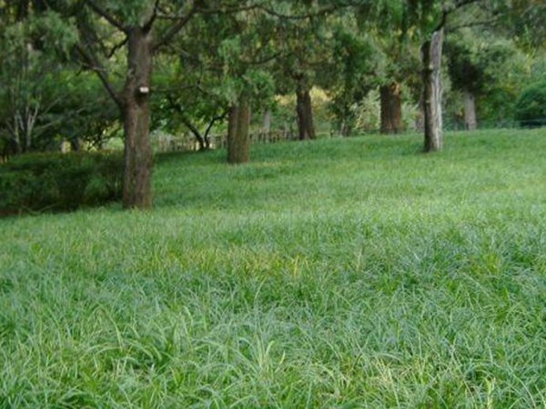 堿茅草種子種植方法是什么，發(fā)芽率怎么樣