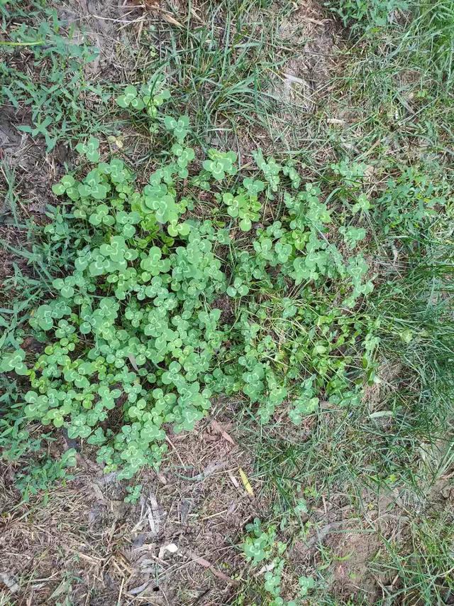 怎么樣防除草坪中白花三葉草，有什么好的方法