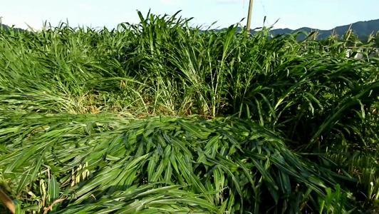 有一種草叫墨西哥玉米草，最適合農(nóng)村養(yǎng)殖戶種植