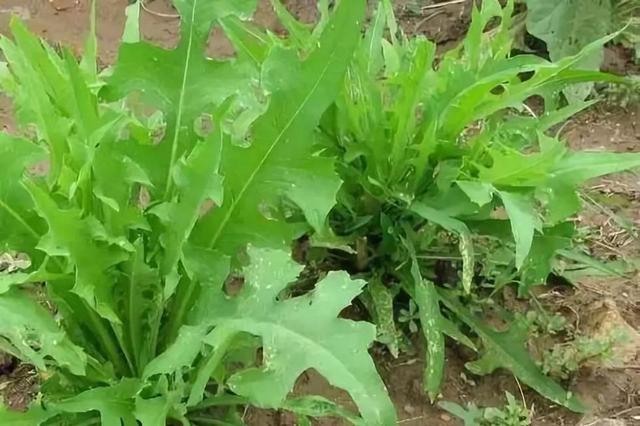 苦荬菜怎樣種植效果好？怎么種植可以高產(chǎn)量