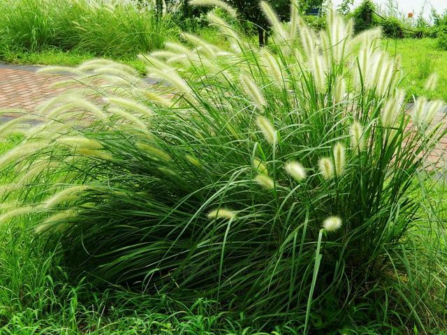 狼尾草種植技術(shù)是什么，有什么需要注意的