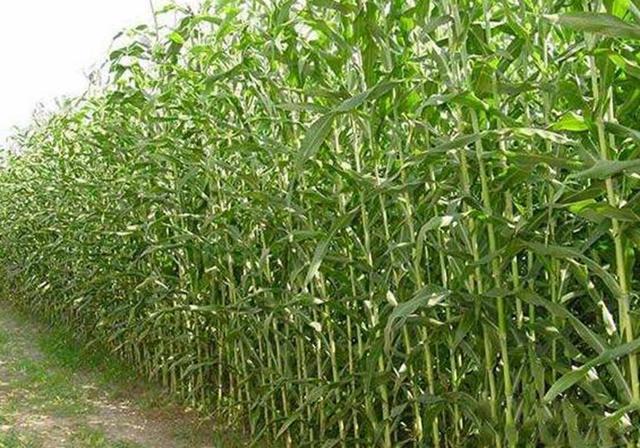 甜高粱播種對生長環(huán)境有什么要求，種植應(yīng)該注意什么