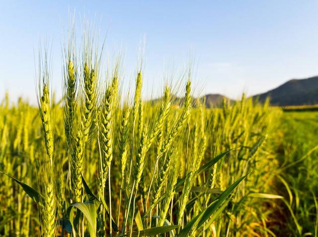 大麥的種植方法與田間管理技術(shù)‖病蟲(chóng)害防治有哪些