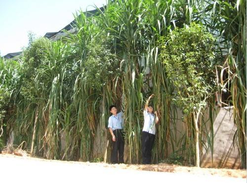 皇竹草的生長環(huán)境要求，種植特點(diǎn)分析
