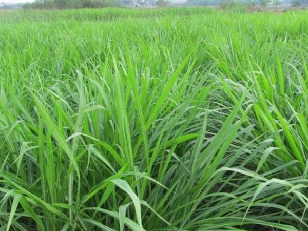 皇竹草養(yǎng)牛，種植皇竹草牧草一畝地可以養(yǎng)殖多少牛？