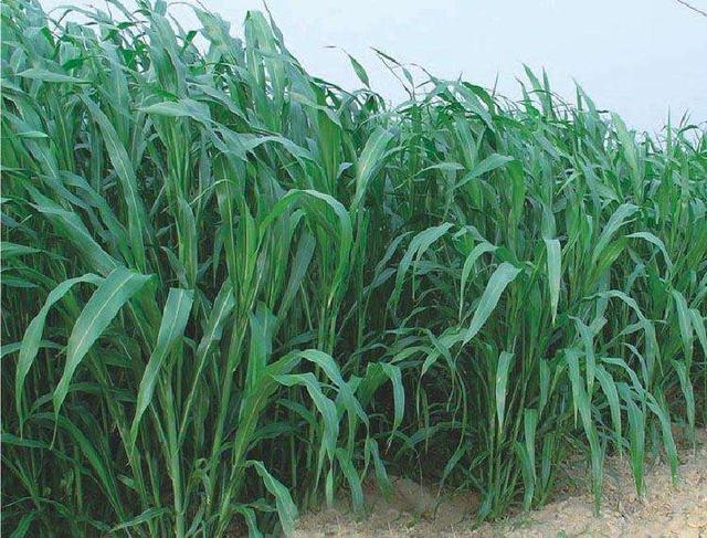 優(yōu)質的牧草——蘇丹草，怎么種植可以高產(chǎn)