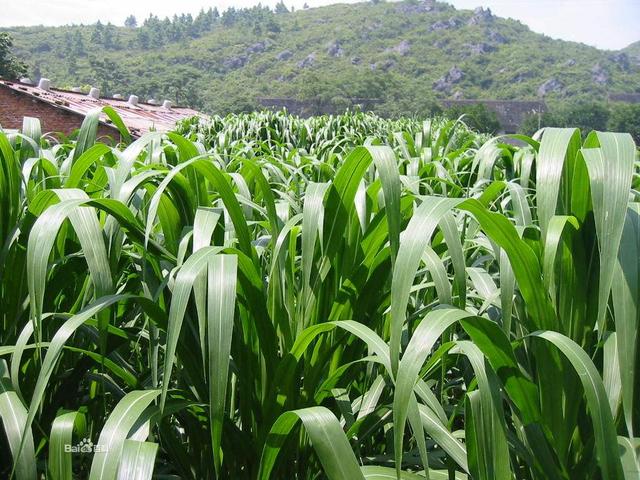 這么優(yōu)質(zhì)的高丹草牧草，怎么種植比較好？