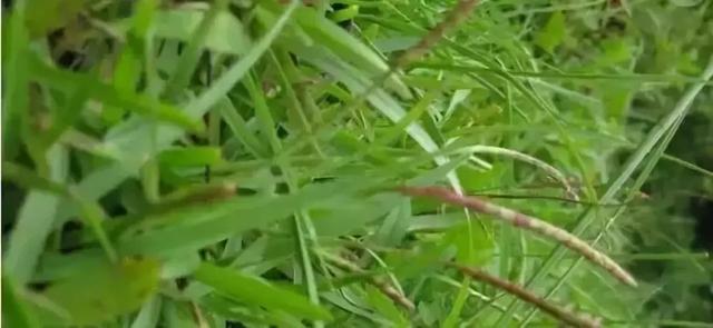 花園草坪的種植方法與養(yǎng)護(hù)管理經(jīng)驗(yàn)