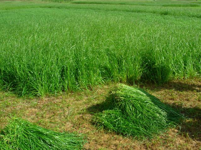 養(yǎng)牛、羊種植什么牧草好？種植如何利用？