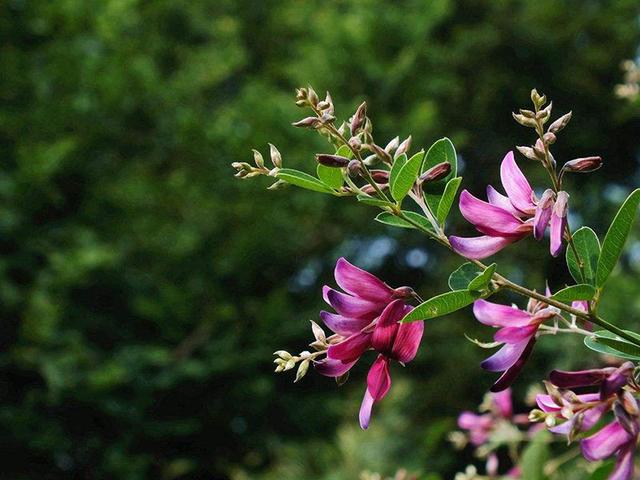 胡枝子的種植技術(shù)介紹，什么時(shí)候播種最佳？