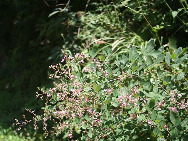 胡枝子的種植技術(shù)介紹，什么時(shí)候播種最佳？