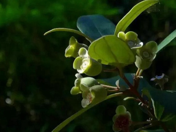 桃金娘的鑒賞與栽培養(yǎng)護