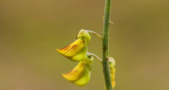 豬屎豆種植技術(shù)說明，什么時(shí)候種植最佳？