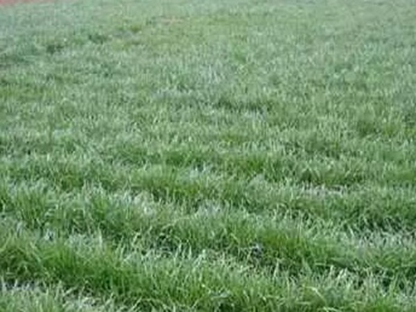 黑麥草什么時(shí)候種植比較好？如何種植黑麥草？