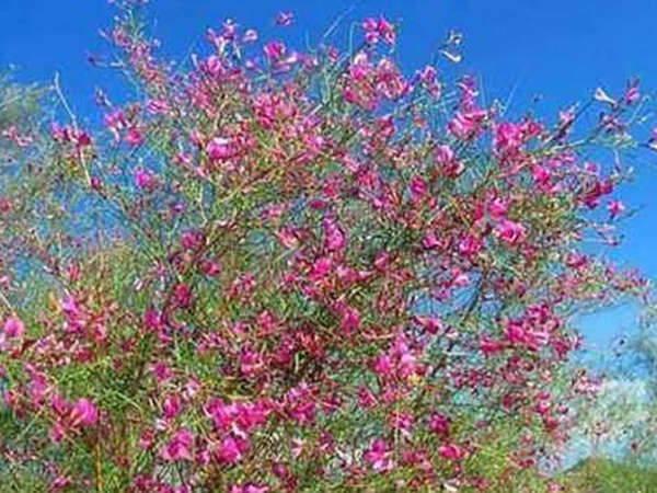 常見植物花棒——耐旱、喜光樹種