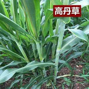 高粱與蘇丹草的結(jié)合，高丹草的優(yōu)勢(shì)有哪些