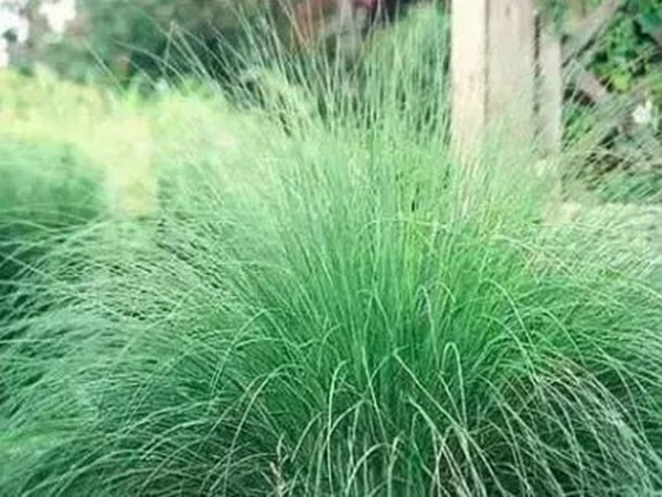 不同氣候地區(qū)怎么選擇綠化草種？有什么好的方法？