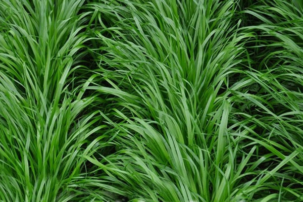黑麥草什么時(shí)候種植比較好？如何種植黑麥草？