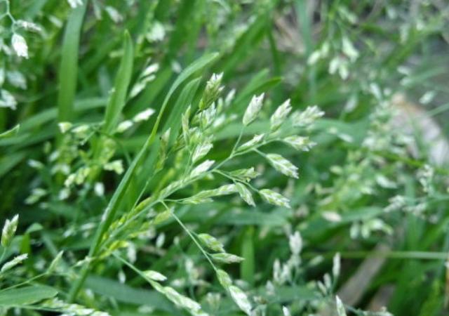 優(yōu)質(zhì)草坪草早熟禾的技術(shù)特點，種植養(yǎng)護(hù)有幾個要點