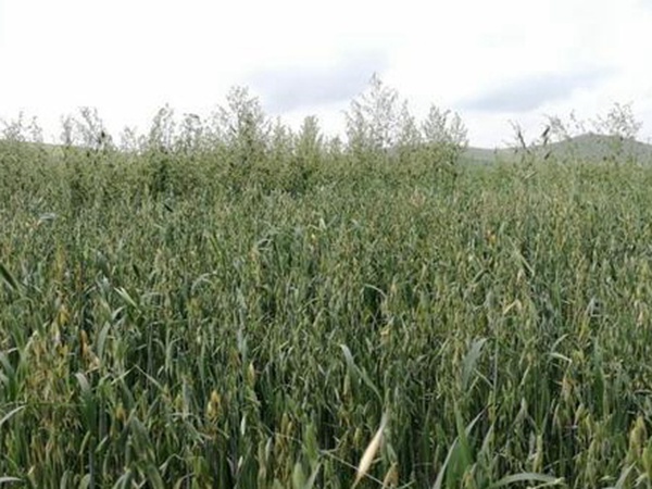 燕麥種植的生長(zhǎng)環(huán)境是怎樣的？有什么需要注意的？