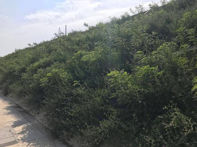 胡枝子的種植技術(shù)介紹，什么時(shí)候播種最佳？