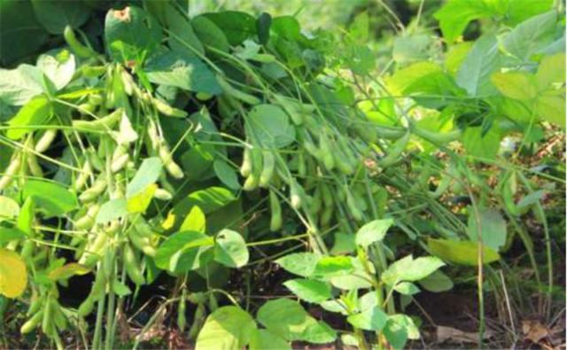 種植黑豆時(shí)，掌握技術(shù)方法產(chǎn)量能提升
