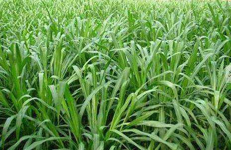 優(yōu)質的牧草——蘇丹草，怎么種植可以高產(chǎn)