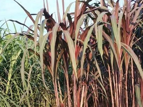 象草是一種高價值的飼料，種植栽培方法是什么