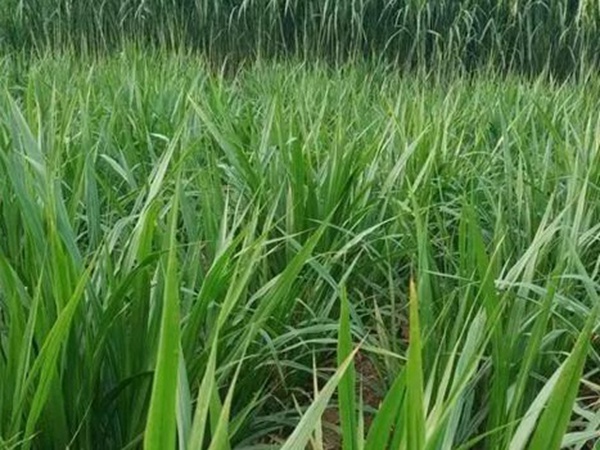 皇竹草種植經(jīng)濟效益是什么？有什么作用？