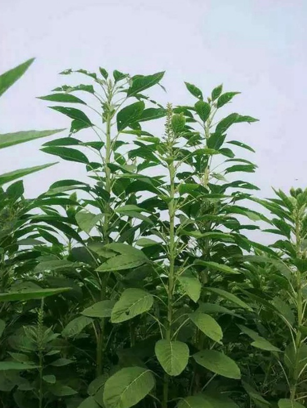 籽粒莧是一種什么植物，又什么作用