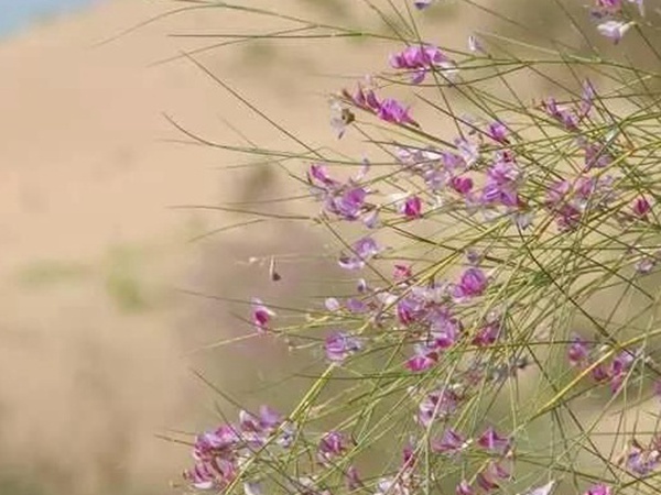 常見植物花棒——耐旱、喜光樹種