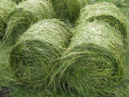 優(yōu)質(zhì)高產(chǎn)牧草，冬牧70黑麥草種植時間