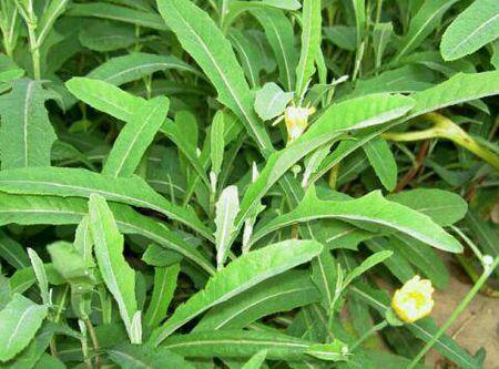 苦荬菜怎樣種植效果好？怎么種植可以高產(chǎn)量