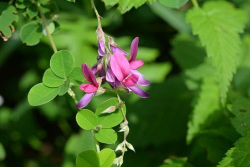 胡枝子的種植技術(shù)介紹，什么時(shí)候播種最佳？