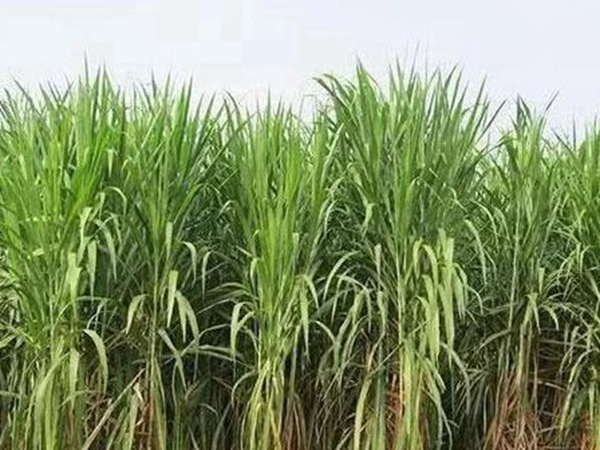 皇竹草種植經(jīng)濟效益是什么？有什么作用？