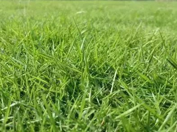 不同氣候地區(qū)怎么選擇綠化草種？有什么好的方法？