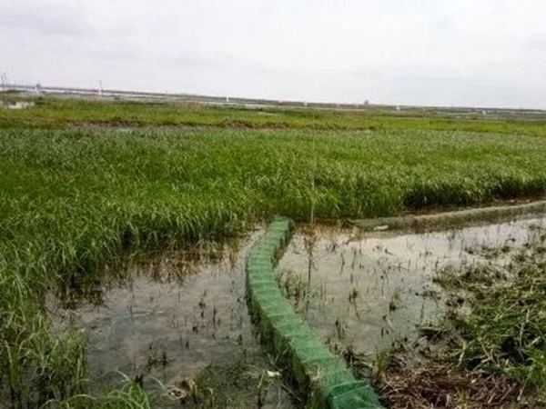 小米草優(yōu)勢——耐寒耐高溫，小米草最適宜的溫度